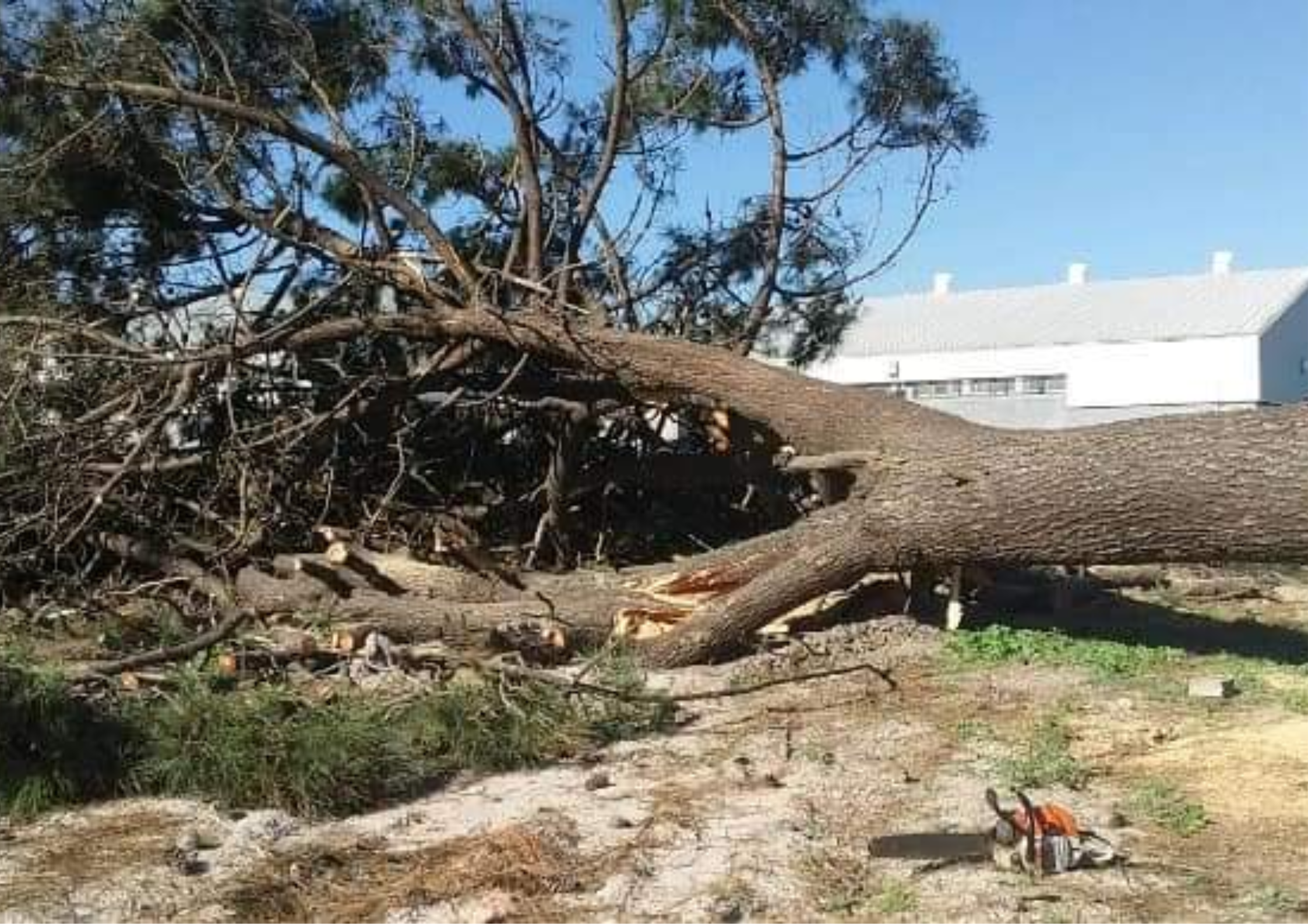 Tree fellers in Western Cape Tree fellers in Western Cape