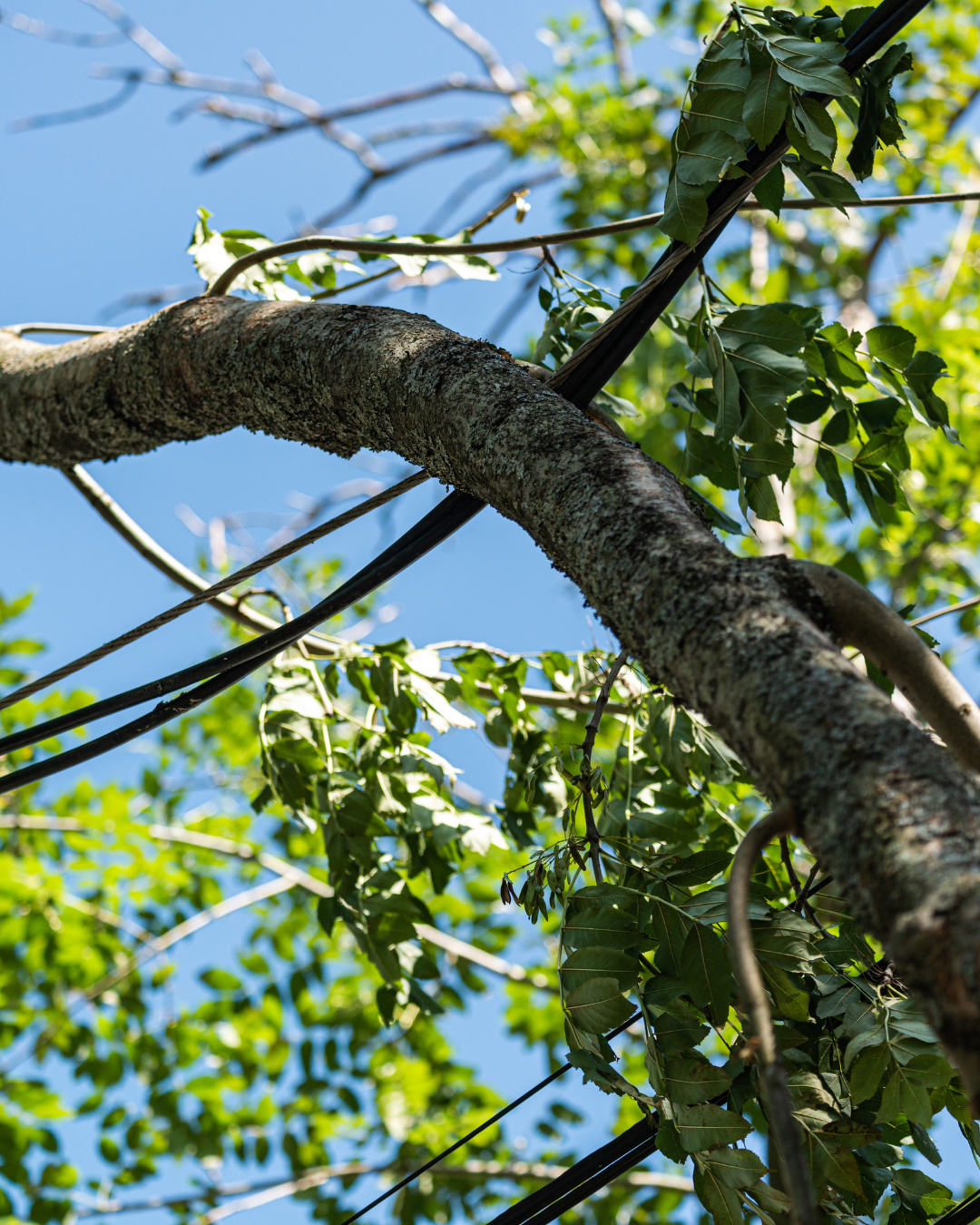 24 / 7 tree felling Emergency
