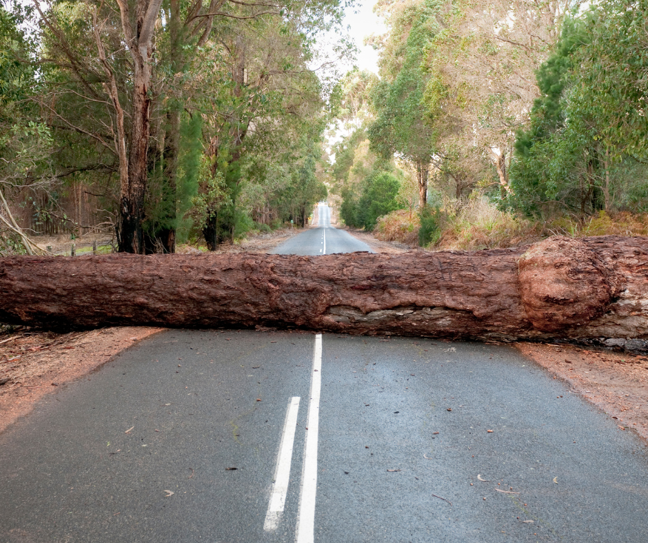 Tree Removal