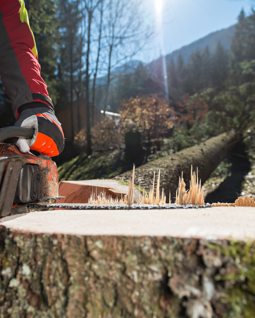 Tree Felling Cape Town Tree Felling Cape Town