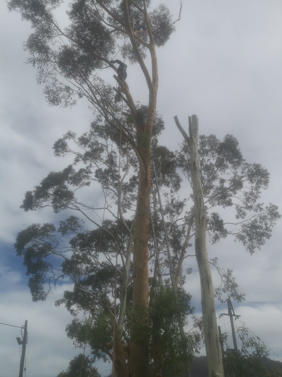Western Cape Tree Felling Western Cape Tree Felling