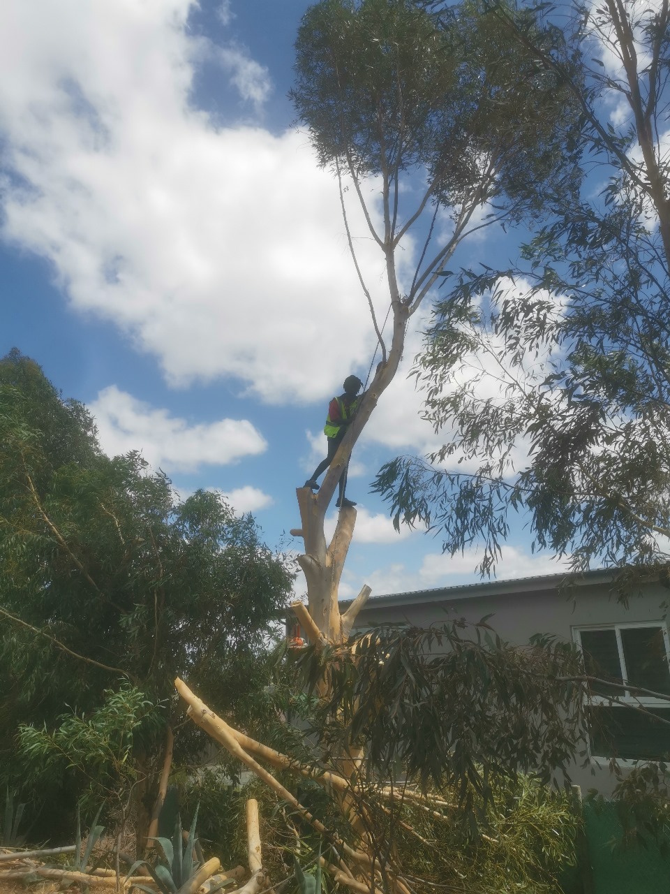 Western Cape Tree Felling Western Cape Tree Felling