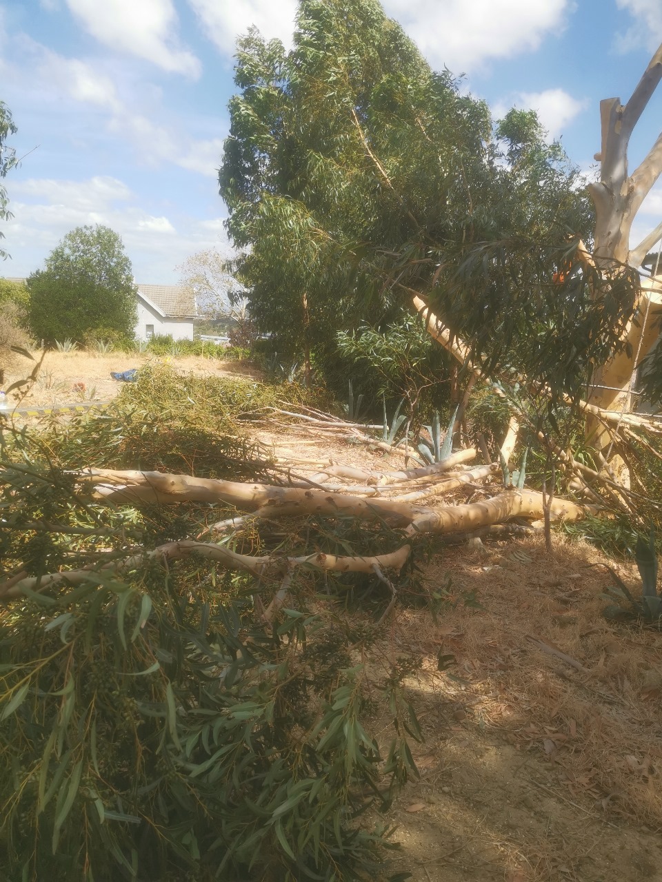 Western Cape Tree Felling Western Cape Tree Felling
