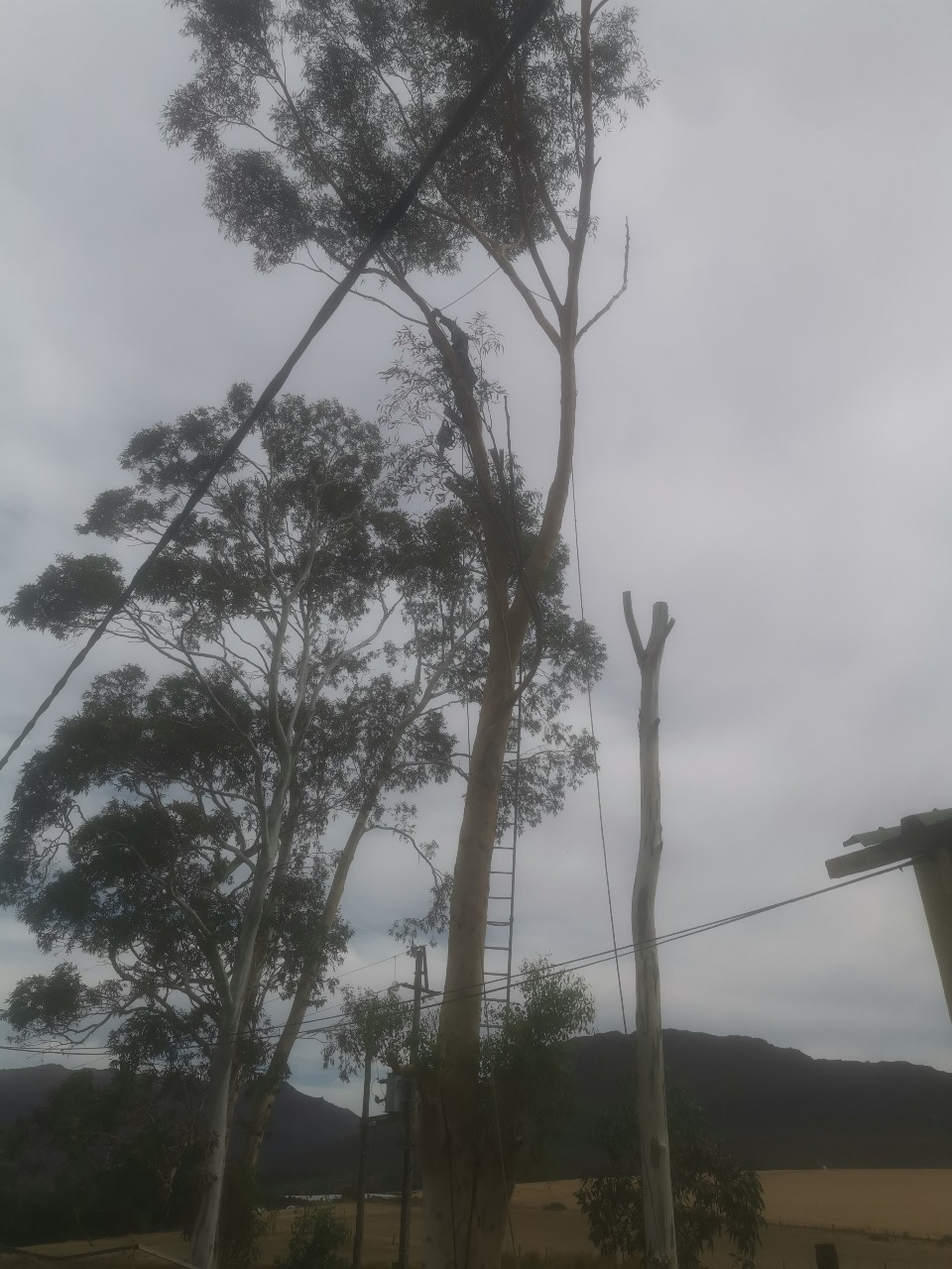 Western Cape Tree Felling Western Cape Tree Felling