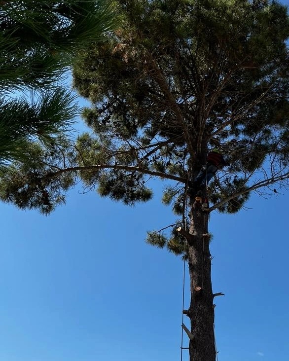 Western Cape Tree Felling Western Cape Tree Felling