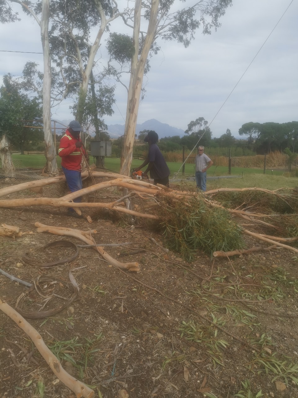 Western Cape Tree Felling Western Cape Tree Felling