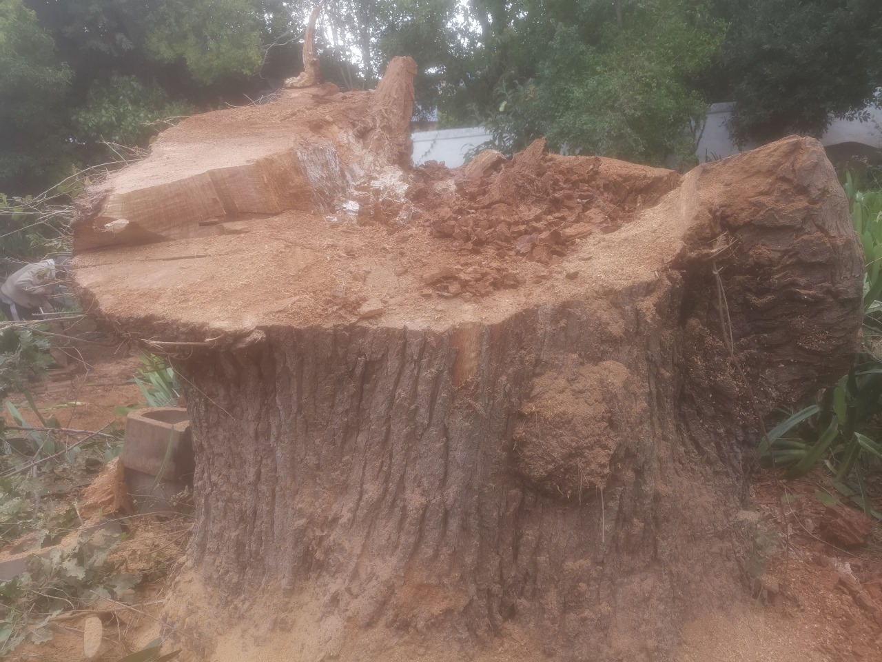 Western Cape Tree Felling Western Cape Tree Felling