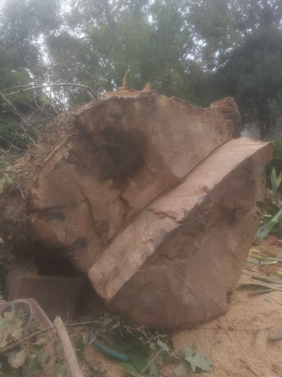 Western Cape Tree Felling Western Cape Tree Felling