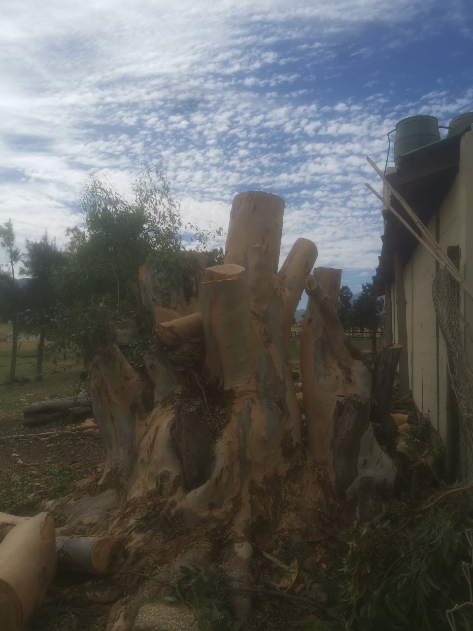 Western Cape Tree Felling Western Cape Tree Felling