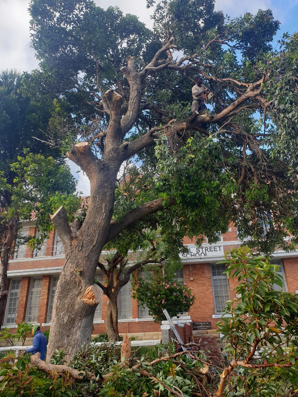 Tree Felling in Western Cape