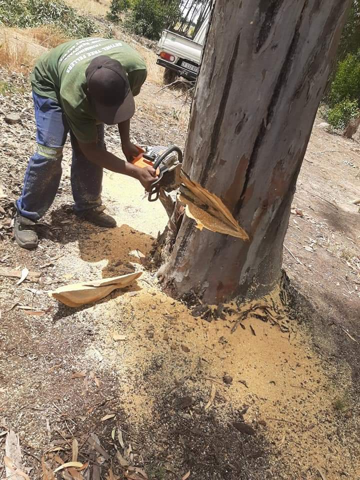 Western Cape Tree Felling
