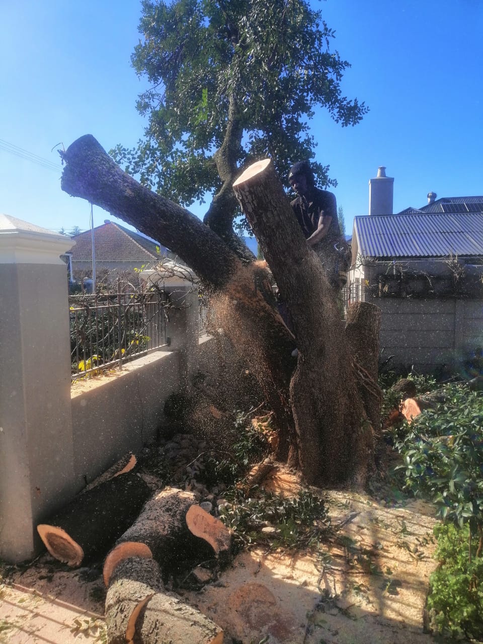 Western Cape Tree Felling Western Cape Tree Felling