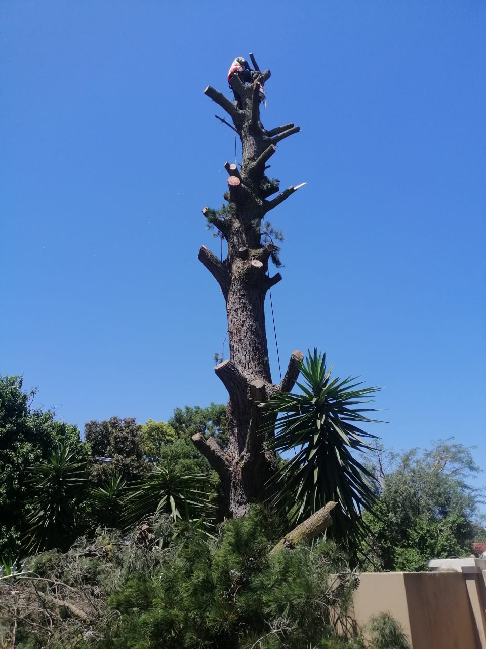 Western cape Tree Felling Western cape Tree Felling