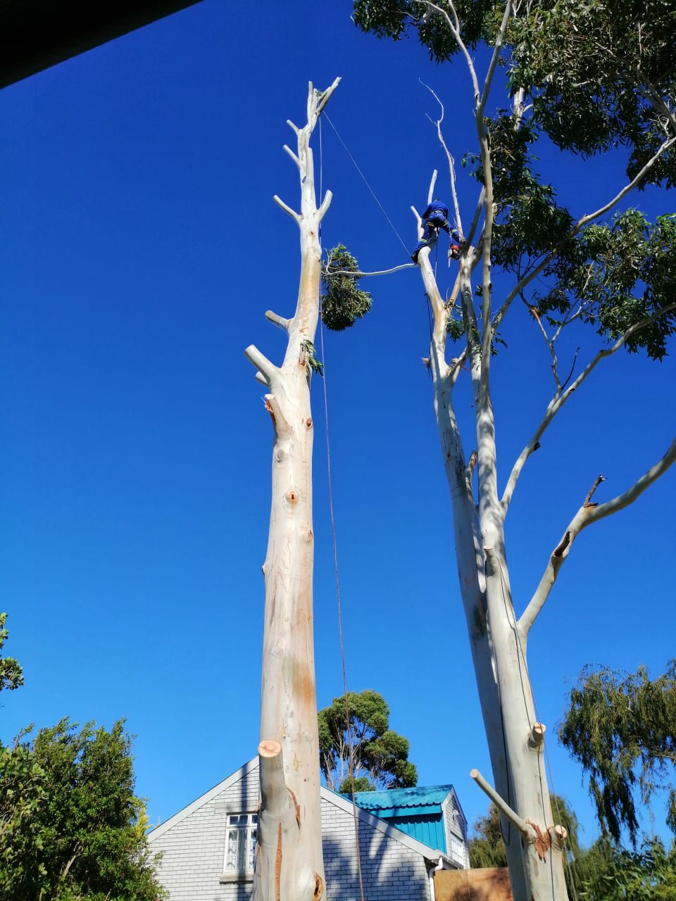 Tree Felling Tree Felling