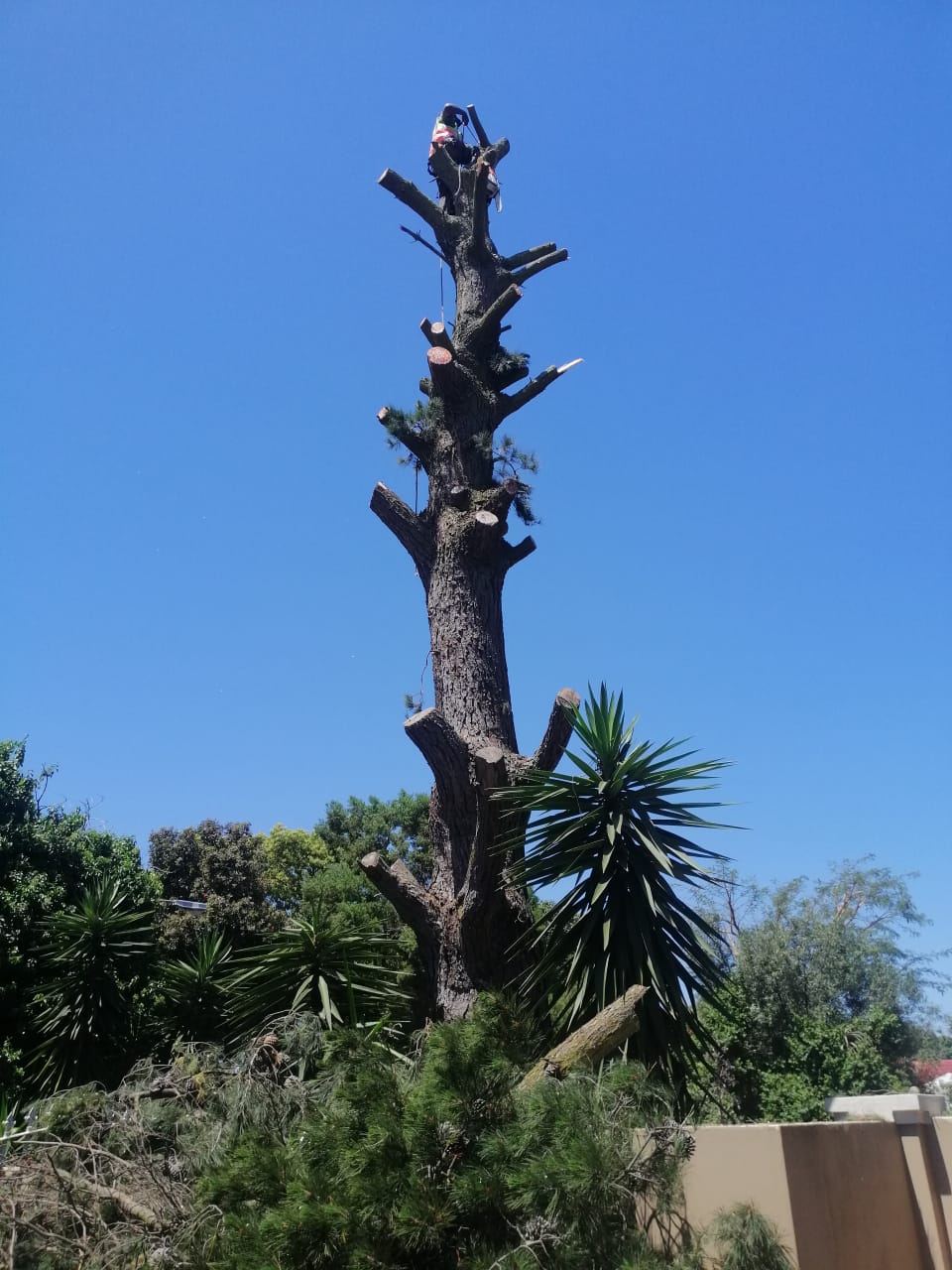 Western Cape Tree Felling Western Cape Tree Felling