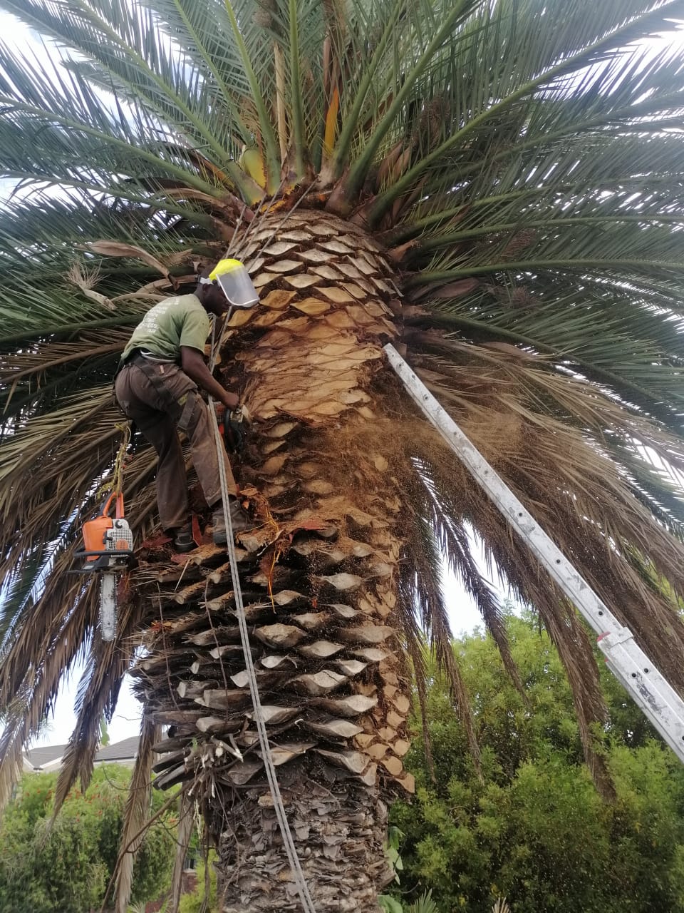 Palm Tree Pruning