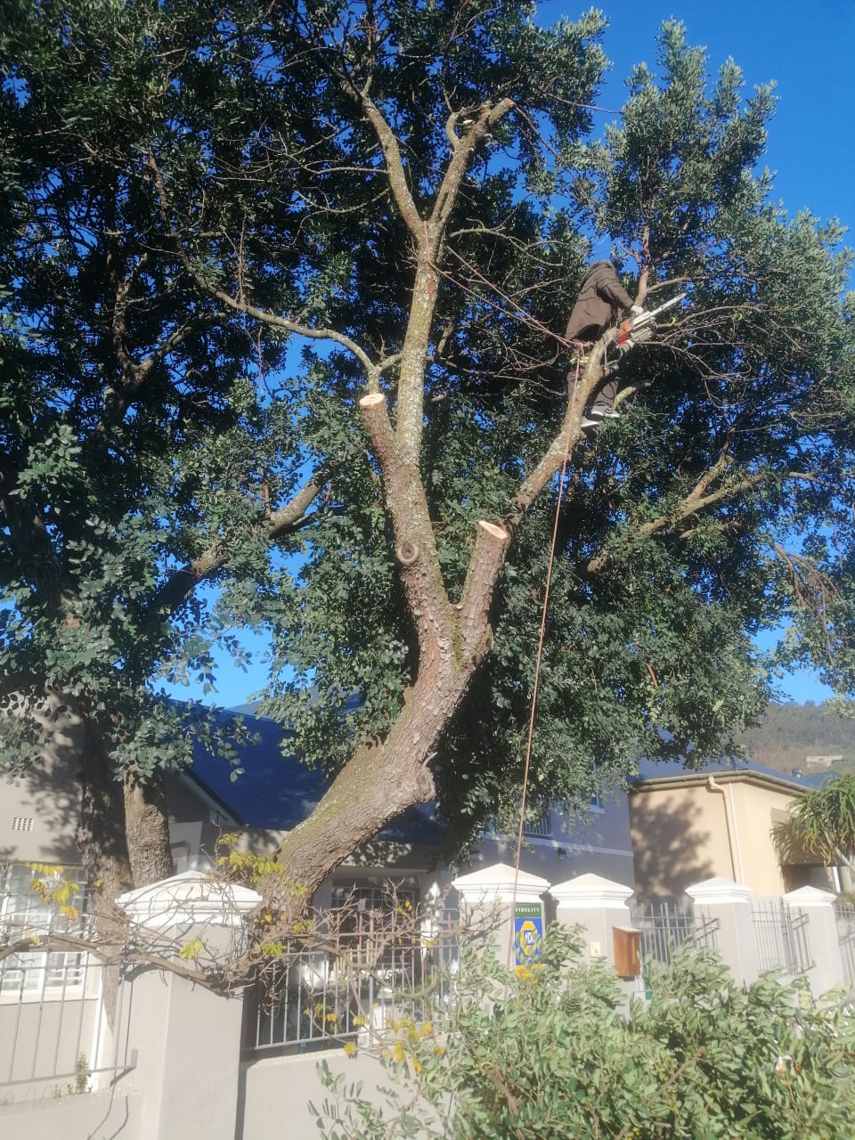 Emergency Tree Felling in Western Cape Emergency Tree Felling in Western Cape