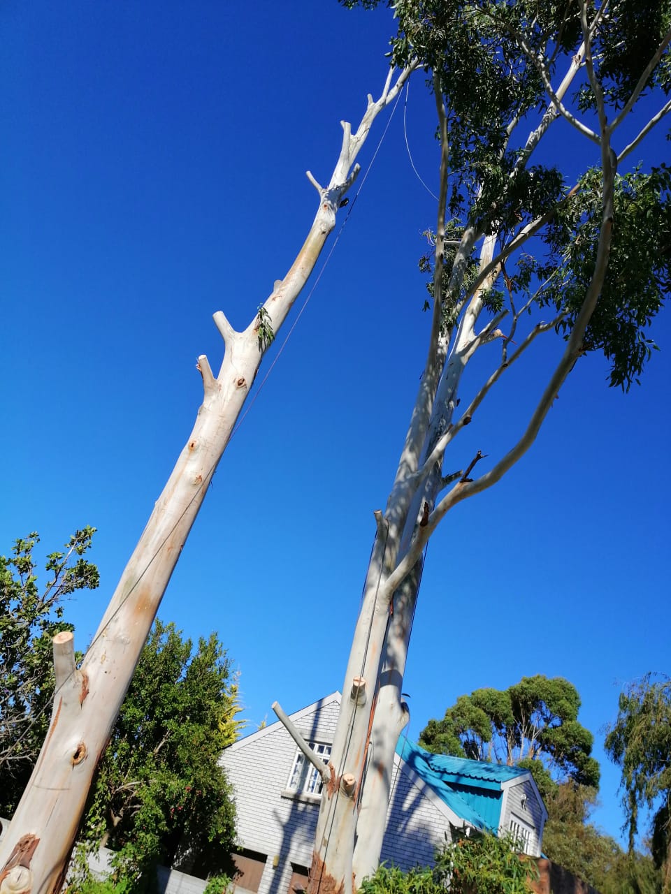 Western Cape Tree Felling Western Cape Tree Felling