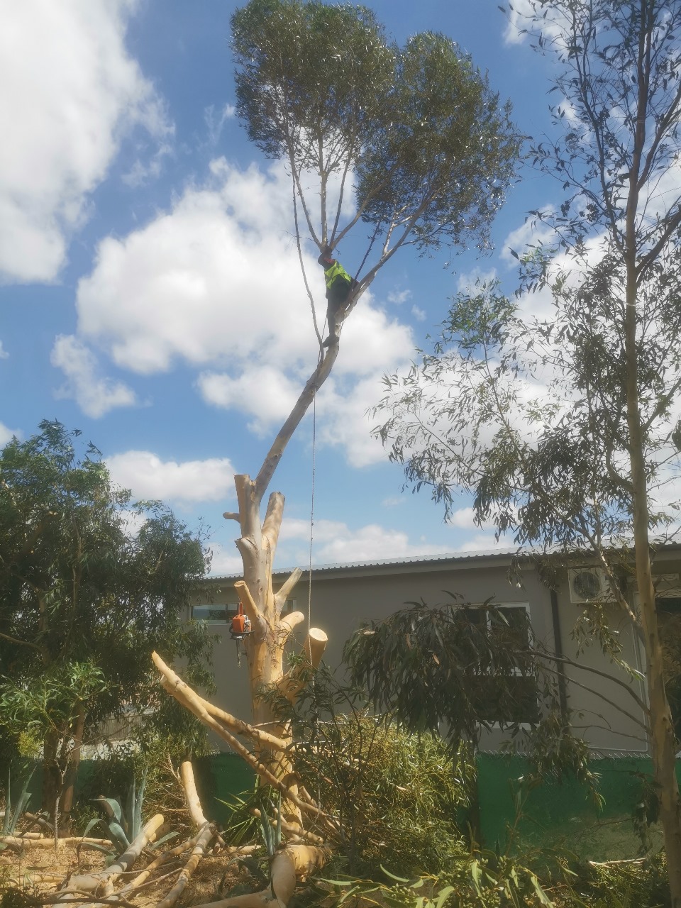 Western Cape Tree Felling Western Cape Tree Felling
