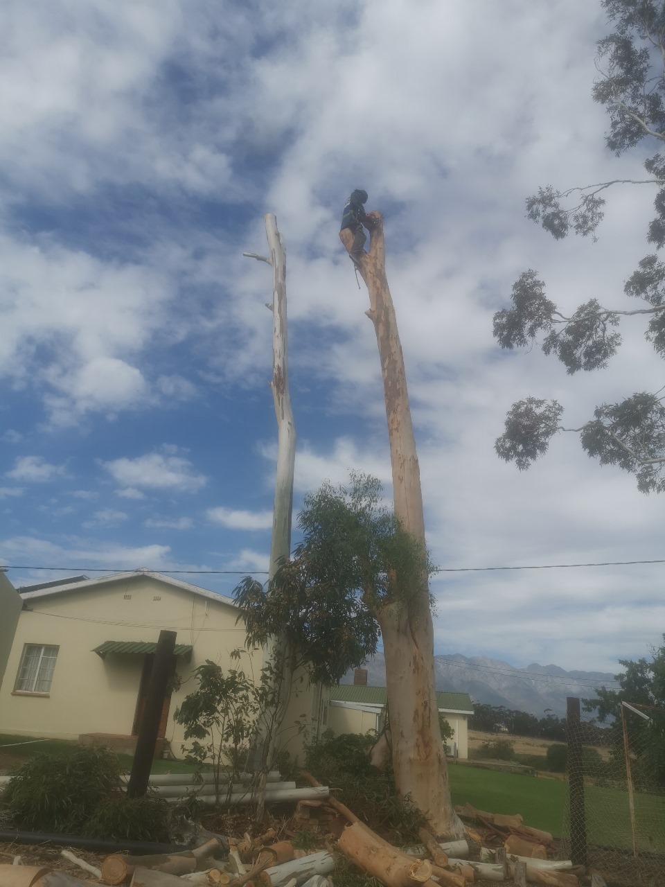 Western Cape Tree Felling Western Cape Tree Felling