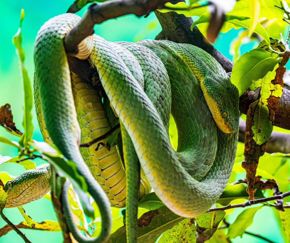 Reduce pests and unwanted growth