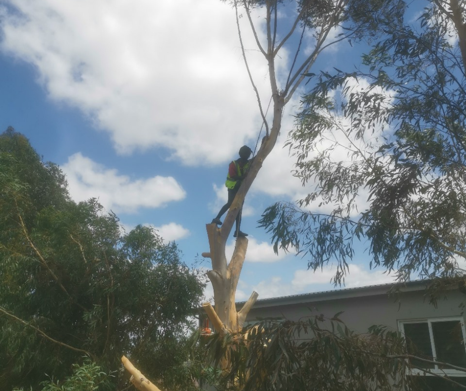 Expert tree pruning tips and services to ensure healthy growth and safety during storms.