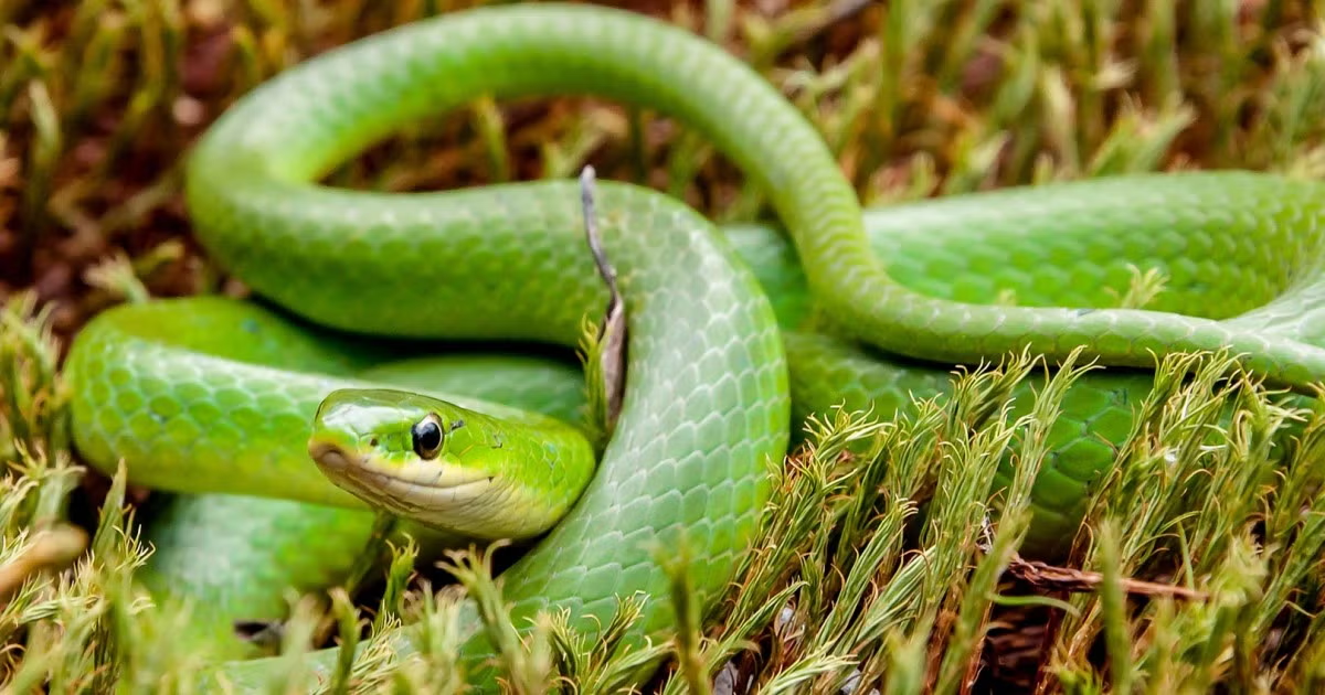 Cape Town Garden Pest Prevention Keep Snakes, Rodents, and Cockroaches Out of Your Overgrown Garden