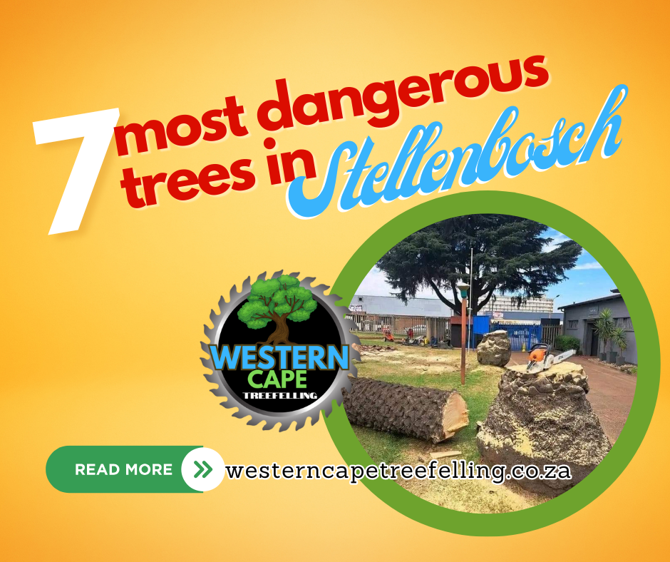 professional tree felling guide Dangerous trees in Stellenbosch and when to remove them – professional tree felling guide
